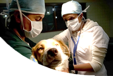 Medicina Veterinaria y Zootecnia