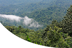 DE ESTUDIOS AMAZÓNICOS E INSULARES